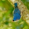 Brhlik cervenozoby - Sitta frontalis - Velvet-fronted Nuthatch o5749